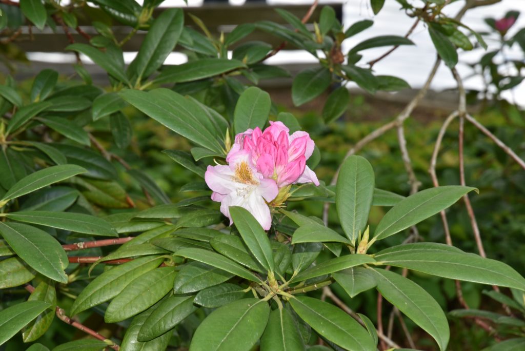 Rododendron Brigitte