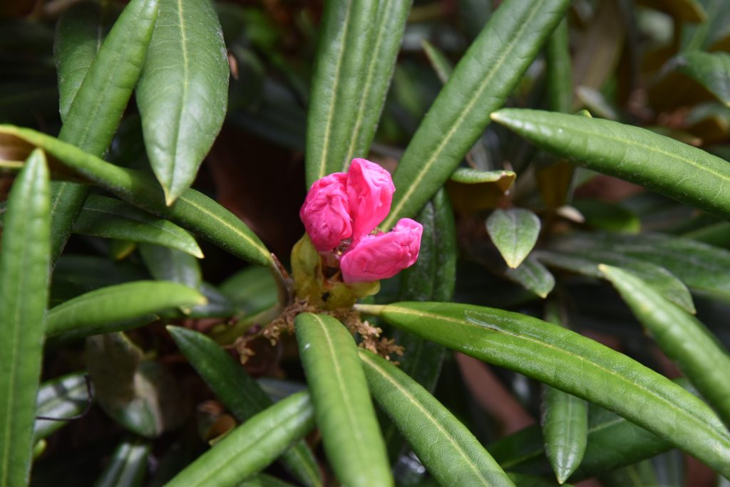 Rododendron Makinoi
